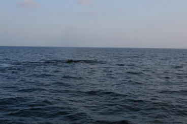 Lanai Vacation 2008  Sunset Cruise With The Whales