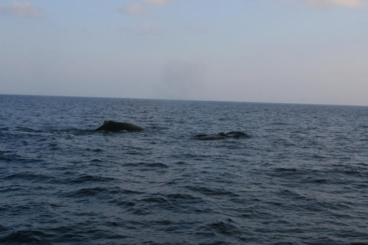 Lanai Vacation 2008  Sunset Cruise With The Whales