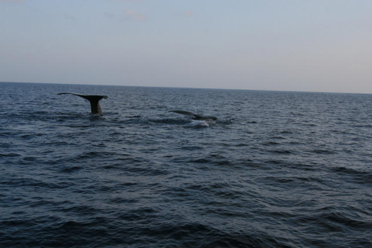 Lanai Vacation 2008  Sunset Cruise With The Whales