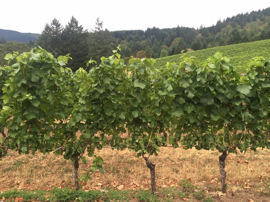 Day five of the Oregon road trip adventure