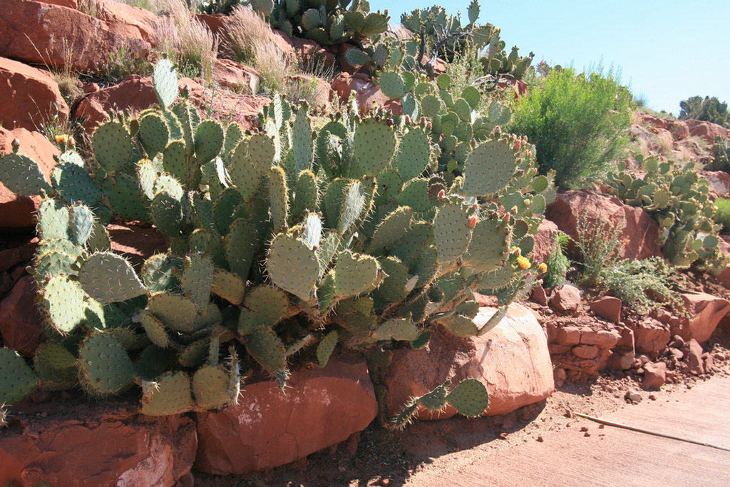 Sedona Golf 2008