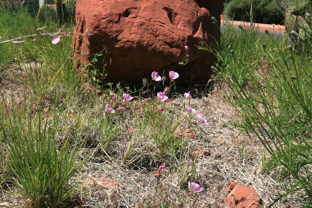 Sedona Golf 2008