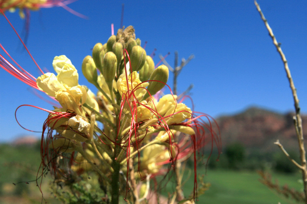 Sedona Golf 2008