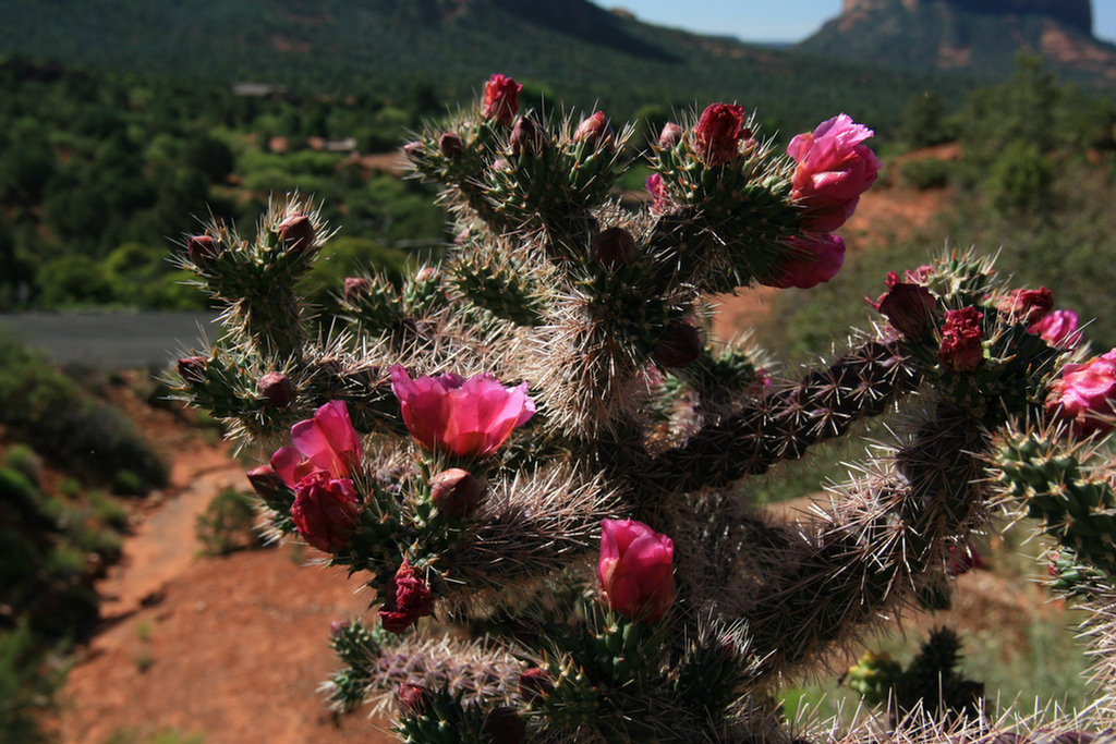 Sedona Jeep 2008