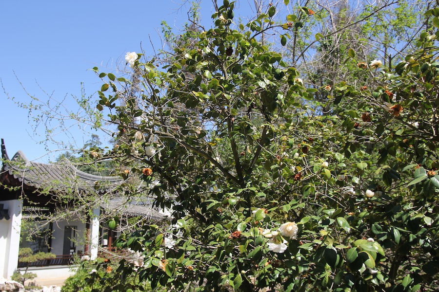 At the Huntington April 2013