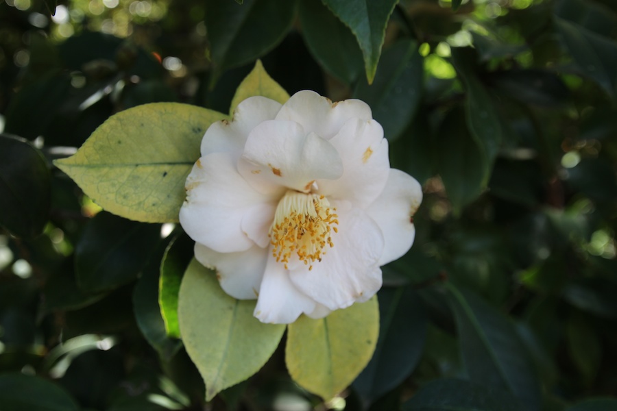 At the Huntington April 2013