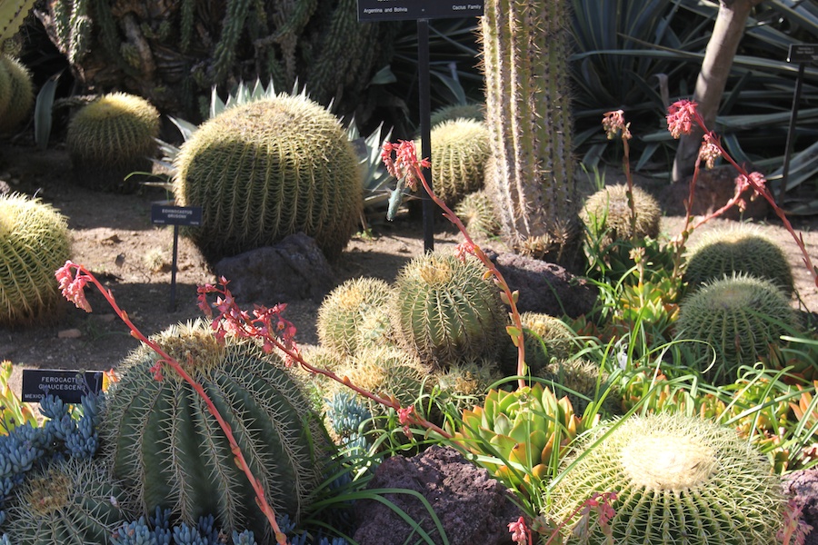 A visit to the Huntington Library & Gardens April 8th 2013
