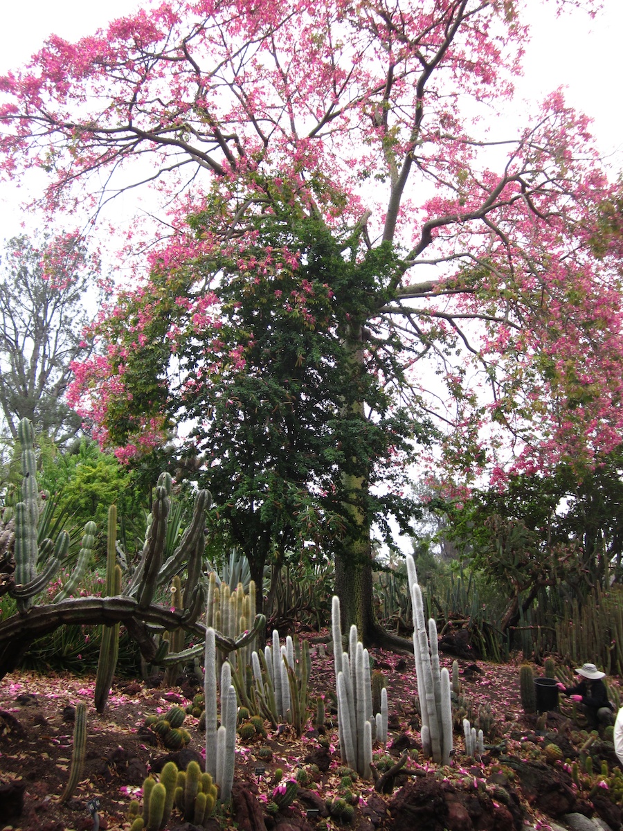 Huntington Gardens 10/9/2013