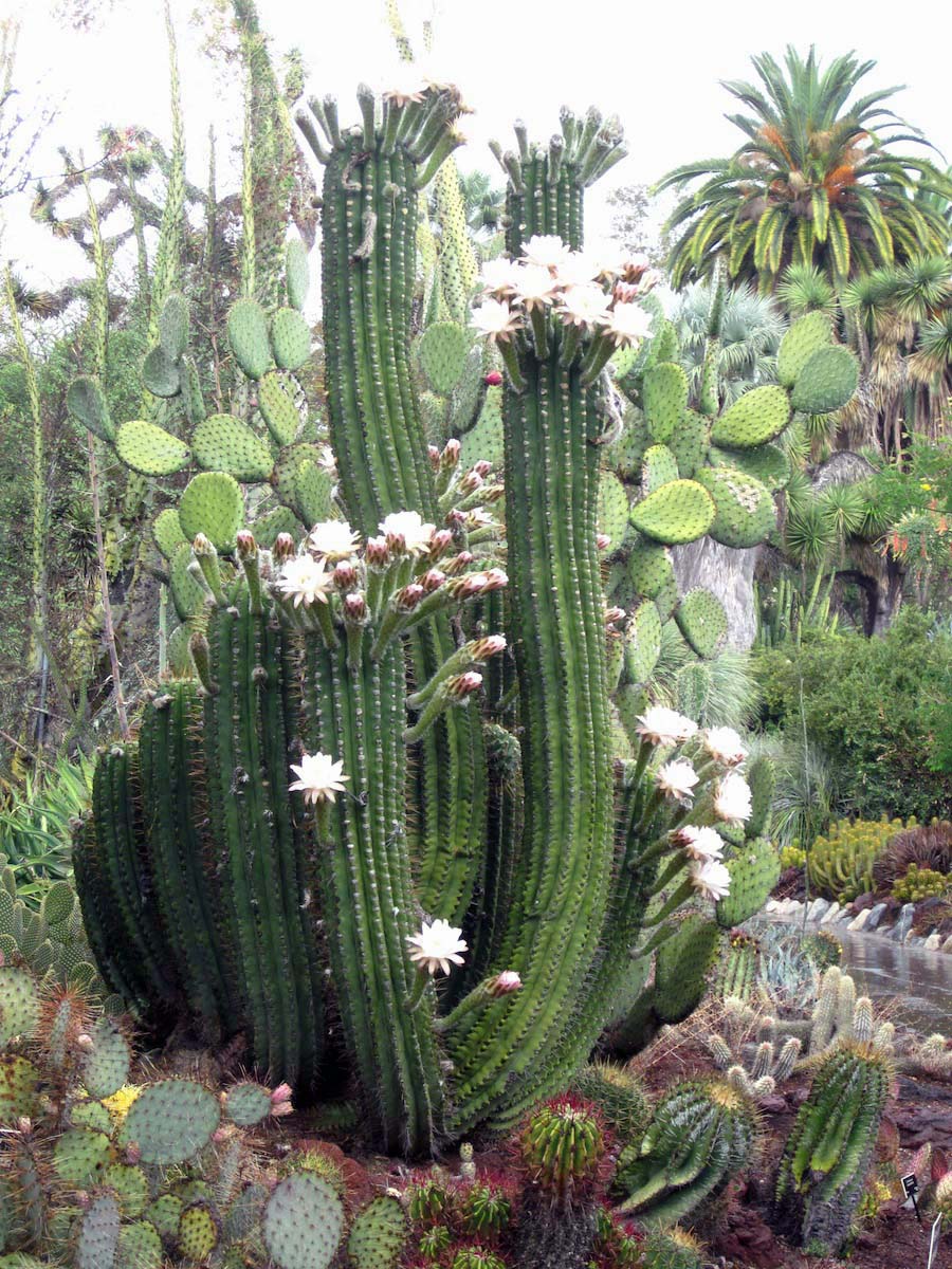 Huntington Gardens 10/9/2013