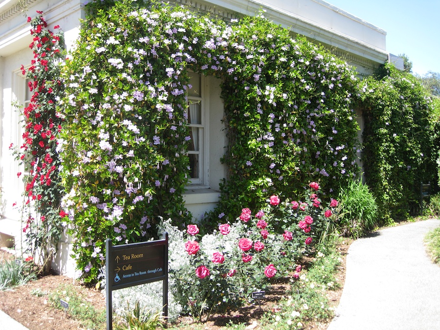 Huntington Gardens with the Porters 4/14/14