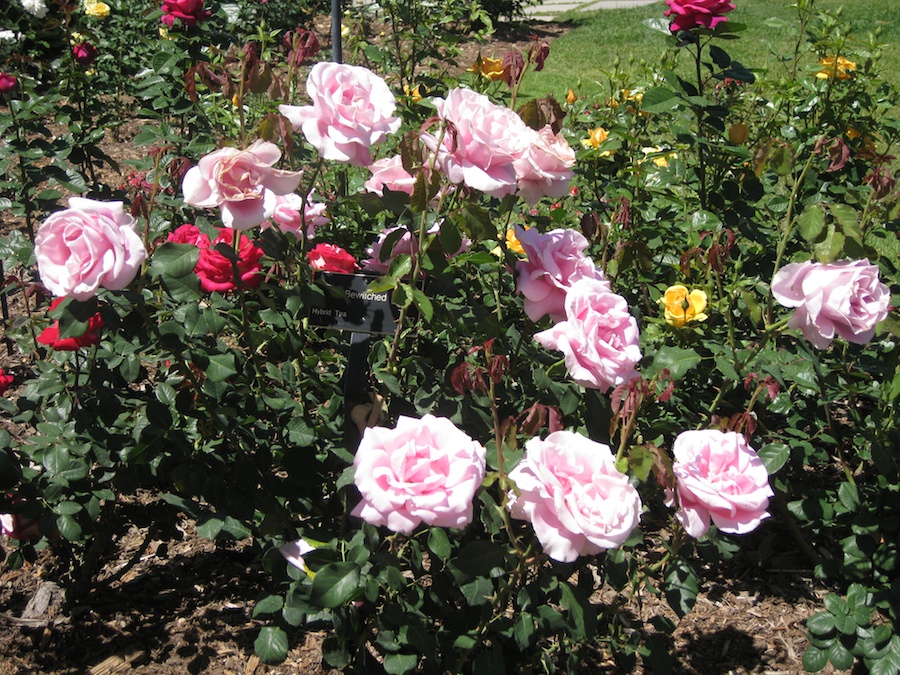 Huntington Gardens with the Porters 4/14/14