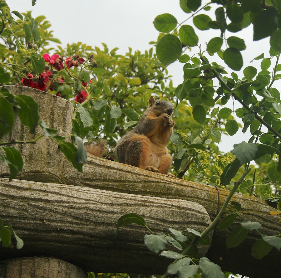 Birthday month visit to the Huntington July 2014