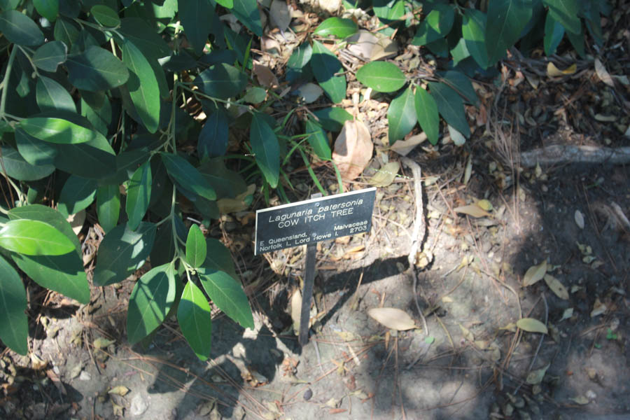 Visiting the Huntington Gardens July 13th 2015 with Charlotte and Greg