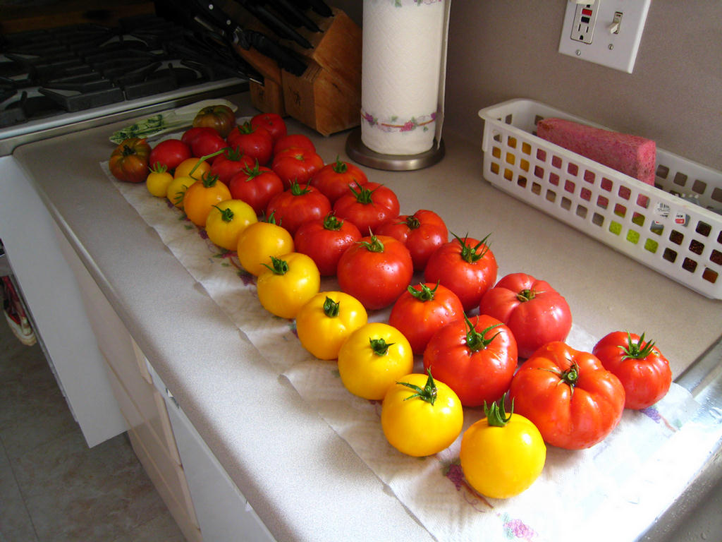 Tomatoes Start The Day