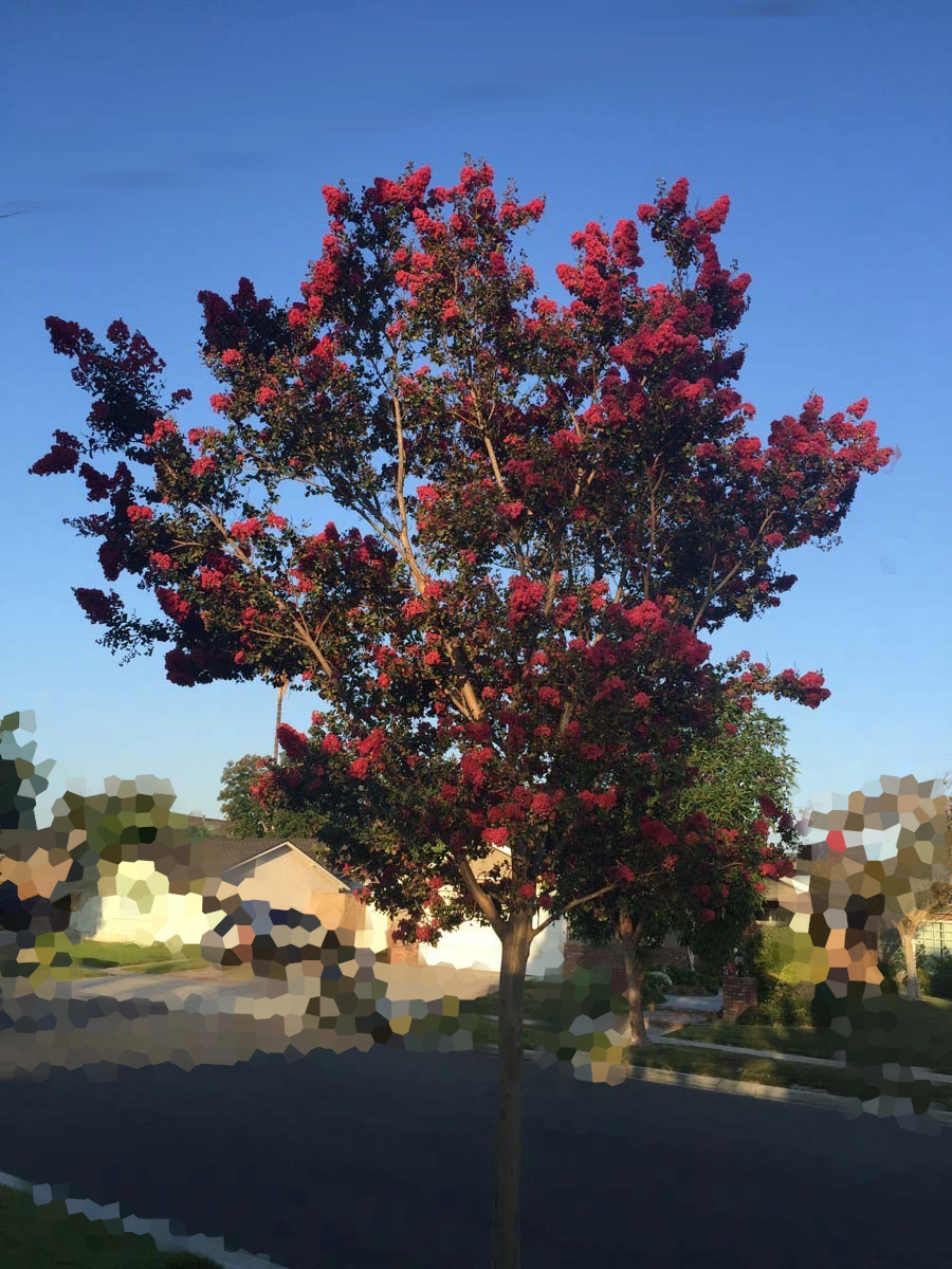 Walking in Rossmoor August 2015