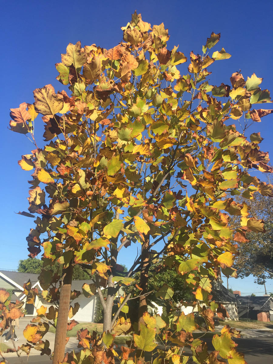 Walking in Rossmoor November 2015