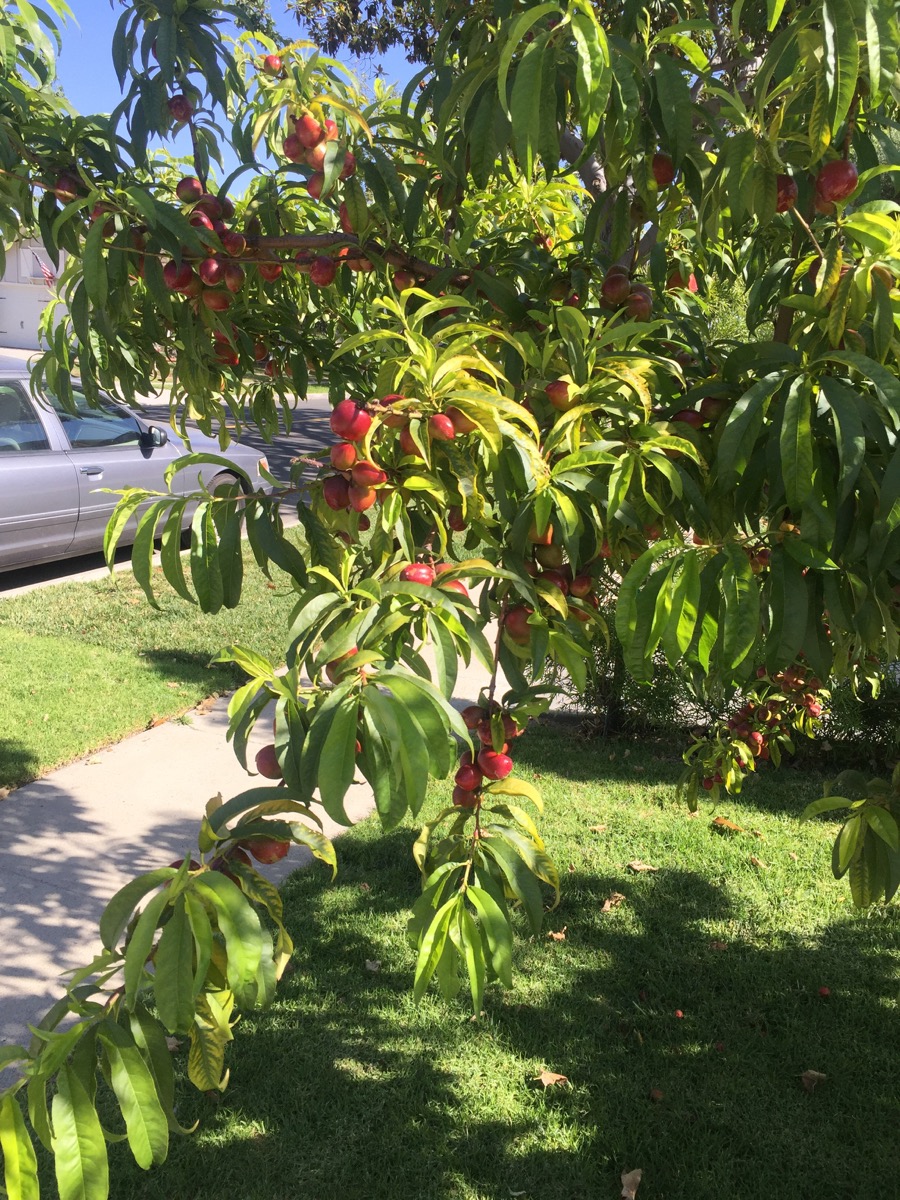 Walking Rossmoor in April 2016