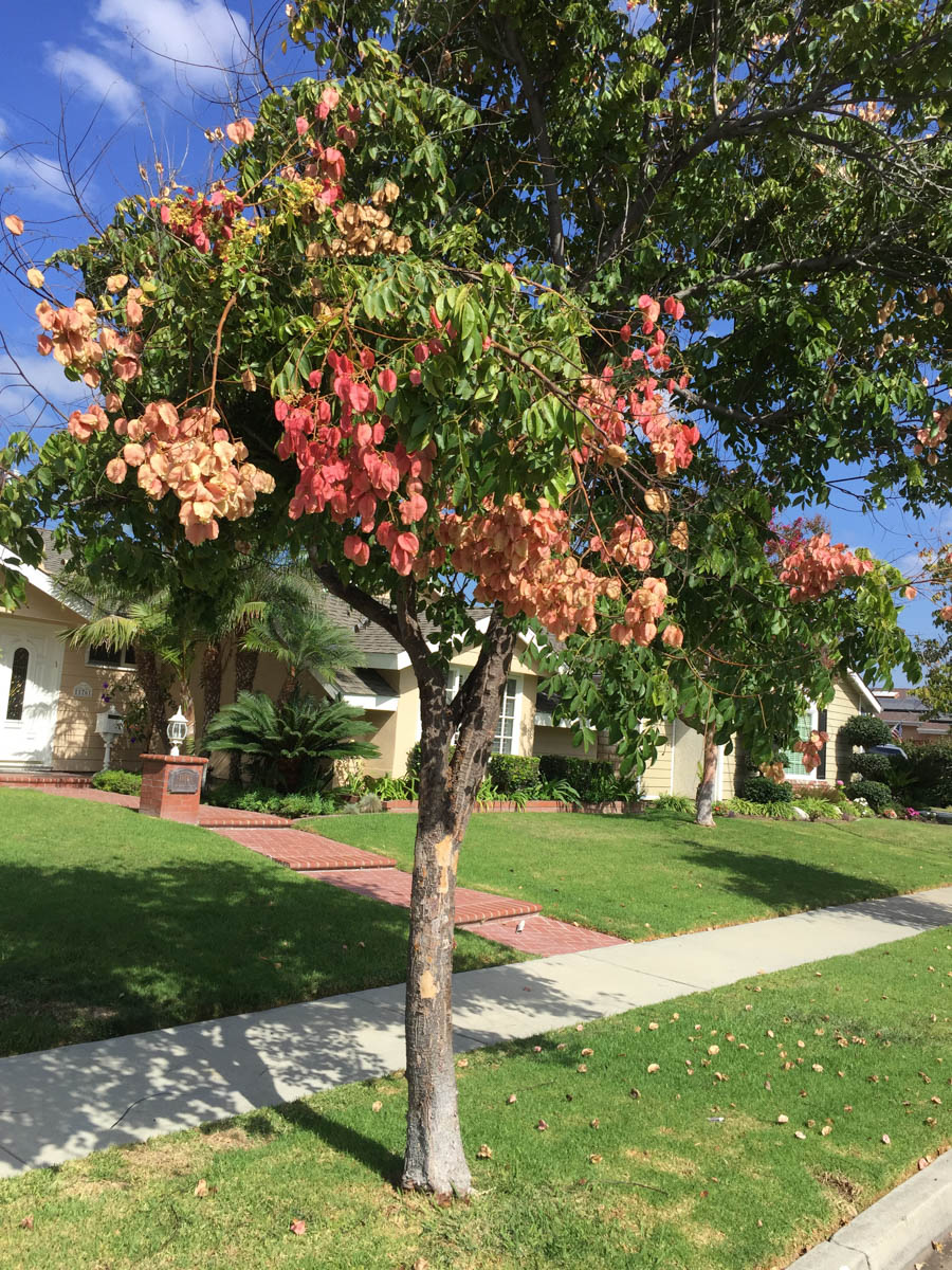 Walking Rossmoor in September 2016