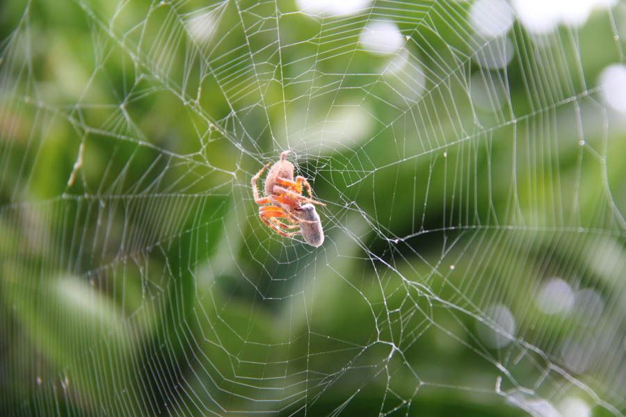 Walking around Rossmoor during October 2016 can be an adventure!