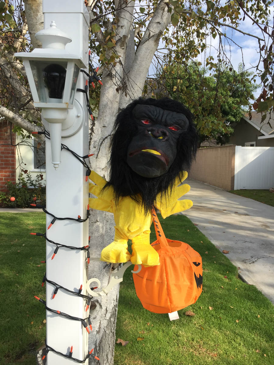 Walking around Rossmoor during October 2016 can be an adventure!