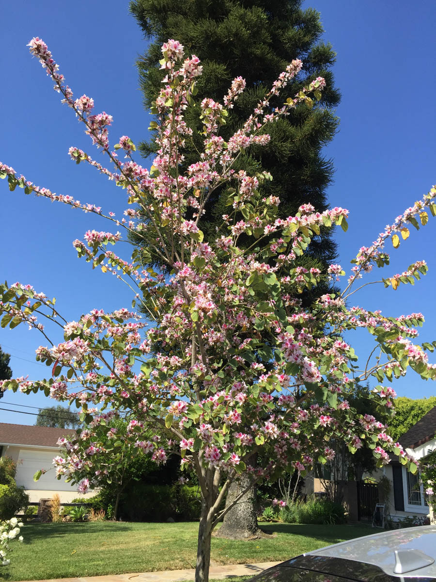 Walking in Rossmoor 4/20/2017