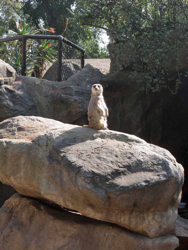 Los Angeles Zoo February 2010