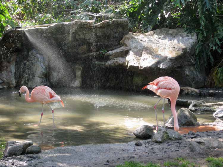 Los Angeles Zoo February 2010