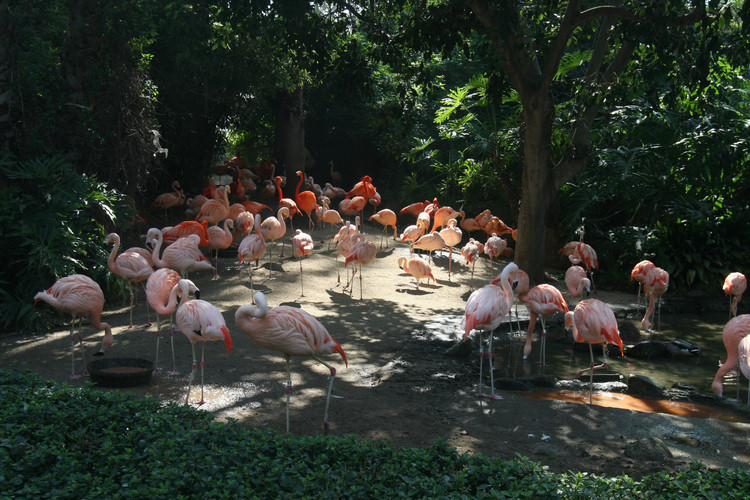 Los Angeles Zoo February 2010