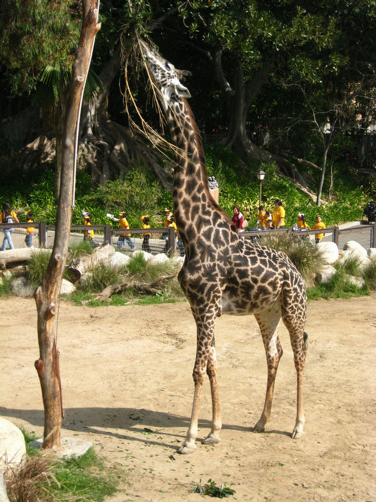 Los Angeles Zoo February 2010