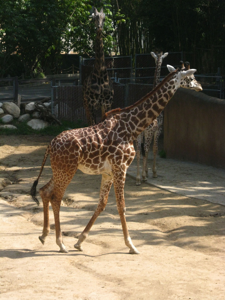 Los Angeles Zoo February 2010