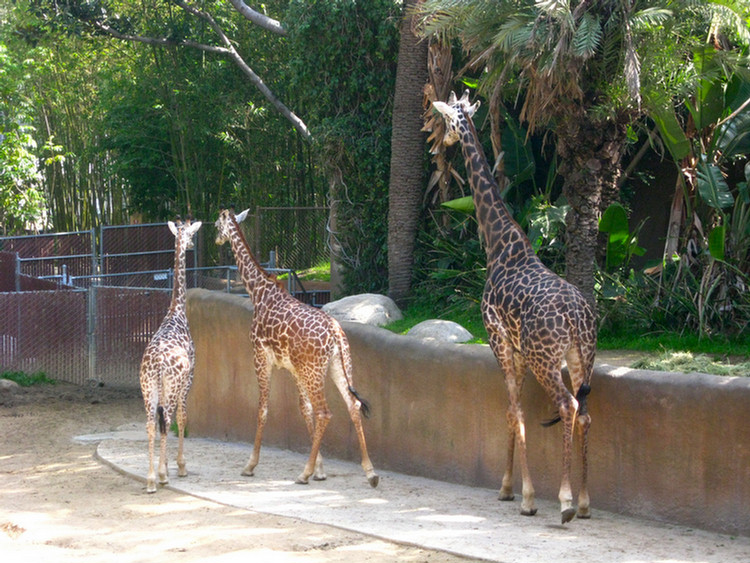 Los Angeles Zoo February 2010