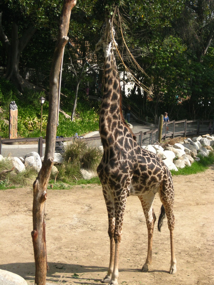 Los Angeles Zoo February 2010