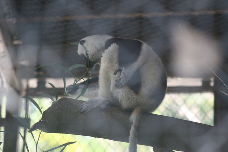 Los Angeles Zoo February 2010