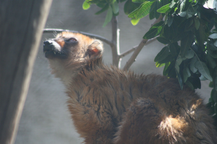 Los Angeles Zoo February 2010