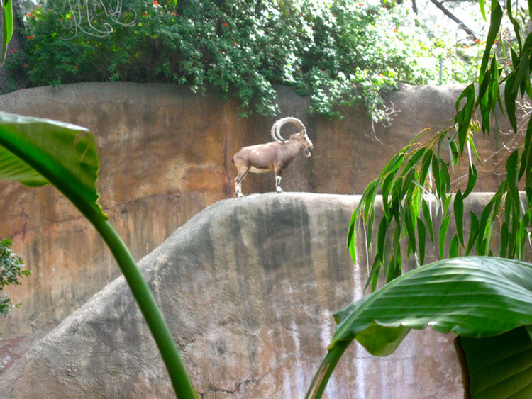 Los Angeles Zoo February 2010