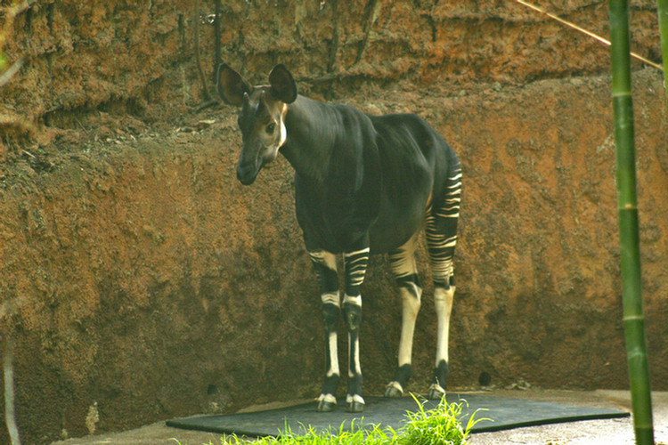 Los Angeles Zoo February 2010