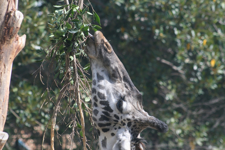 Los Angeles Zoo February 2010