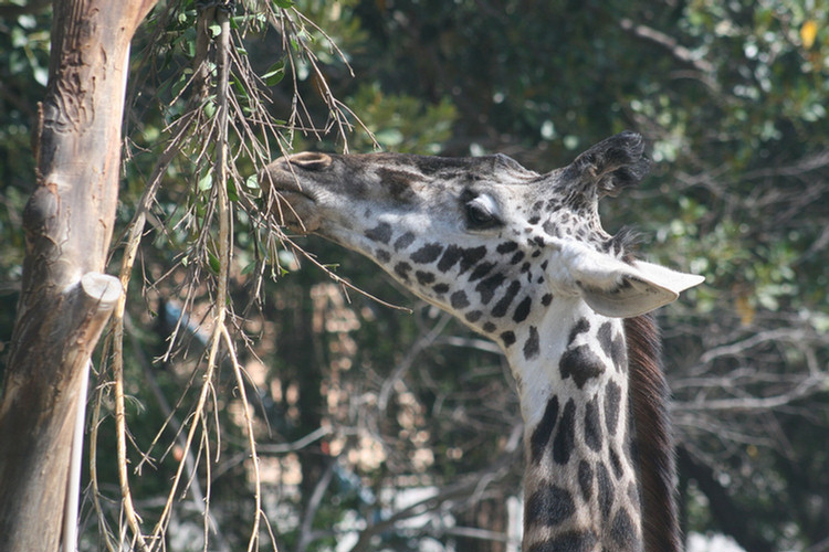 Los Angeles Zoo February 2010