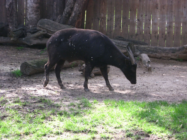 Los Angeles Zoo February 2010