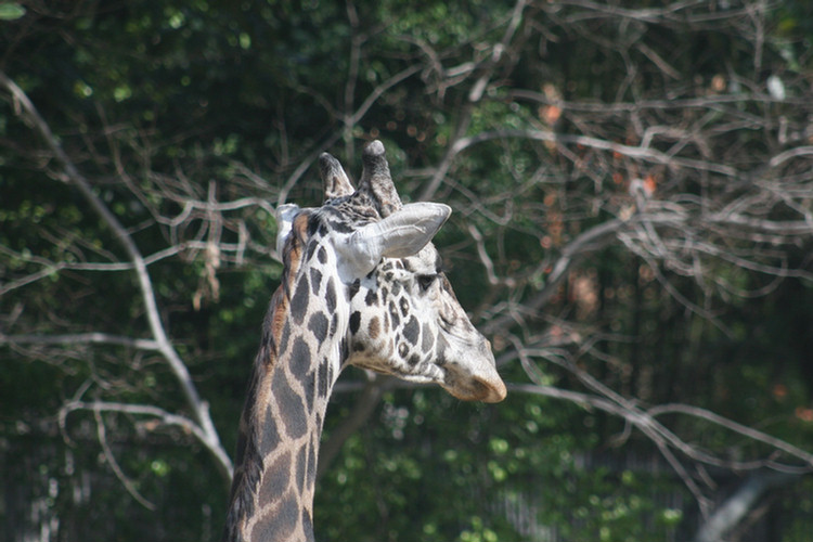 Los Angeles Zoo February 2010