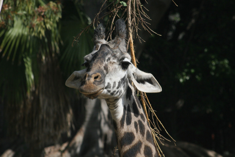 Los Angeles Zoo February 2010