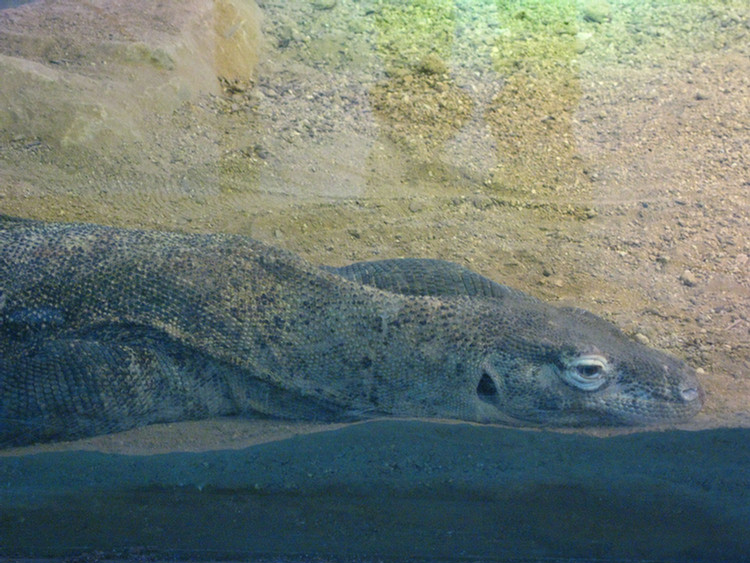 Los Angeles Zoo February 2010