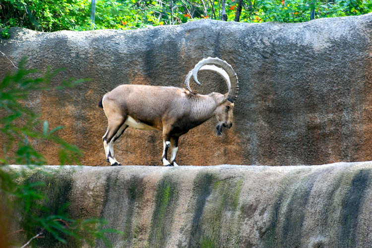 Los Angeles Zoo February 2010