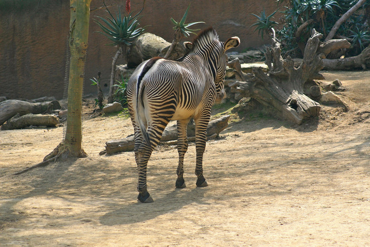 Los Angeles Zoo February 2010