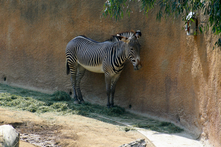 Los Angeles Zoo February 2010