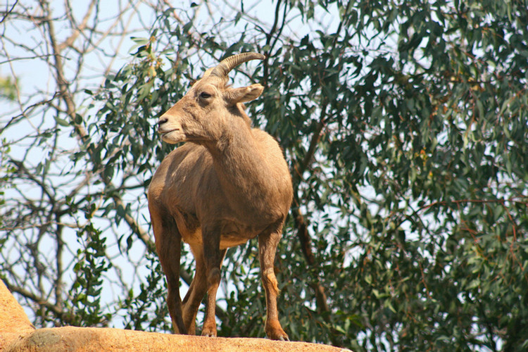 Los Angeles Zoo February 2010