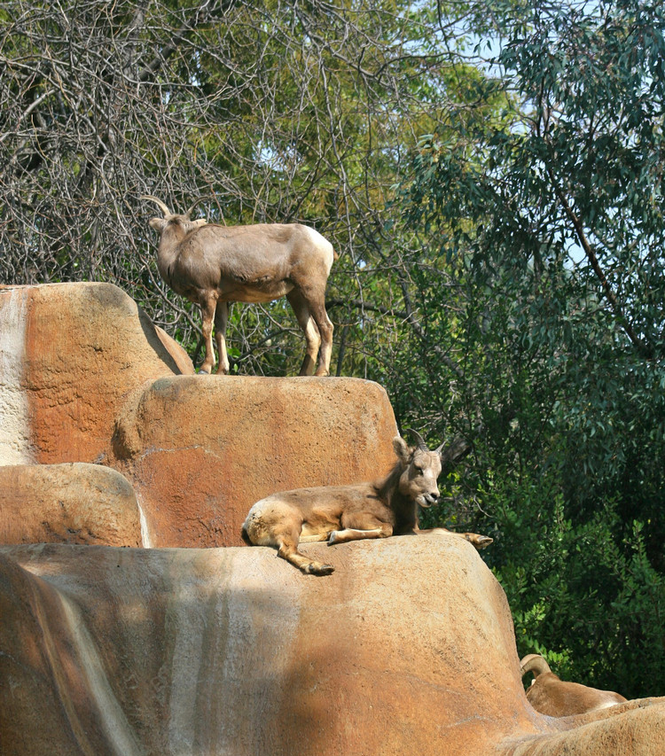 Los Angeles Zoo February 2010