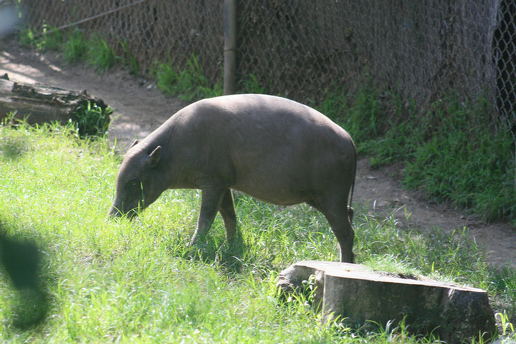Los Angeles Zoo February 2010