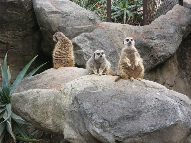 Los Angeles Zoo February 2010