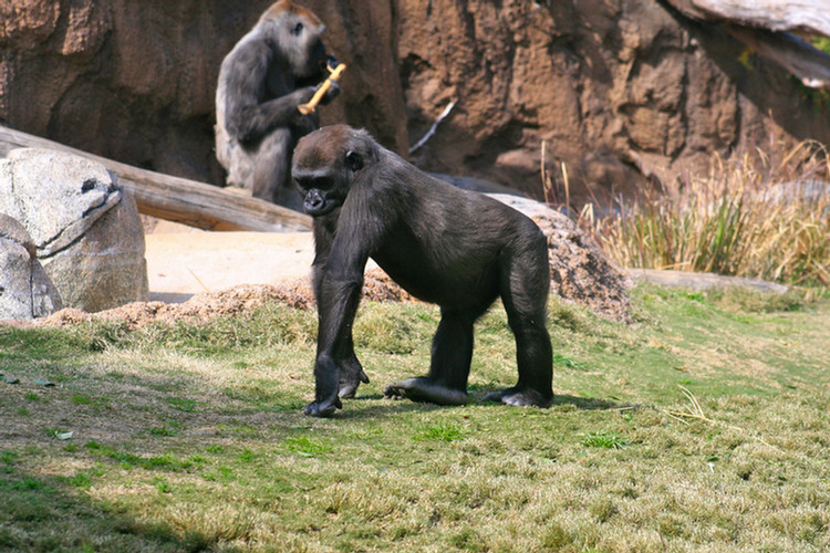 Los Angeles Zoo February 2010